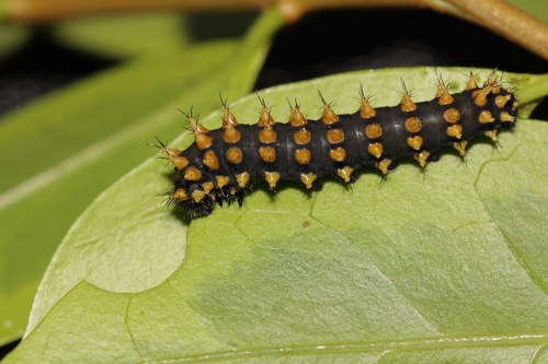 Suraka Silk Moth