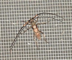 Didymocantha obliqua