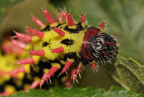 Suraka Silk Moth