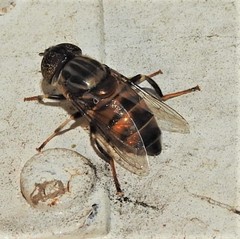 Eristalinus