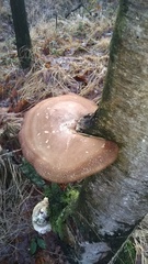 Fomitopsis betulina
