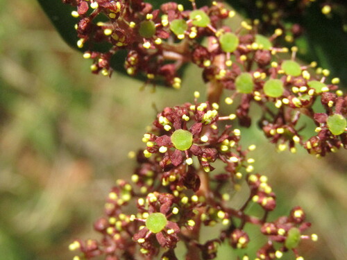 Griselinia scandens (Griselinia scandens)
