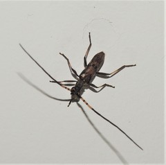 Didymocantha obliqua