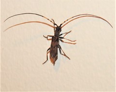 Didymocantha obliqua