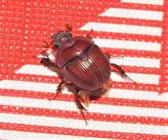 Bolboceratinae