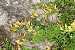 Chamaecytisus hirsutus