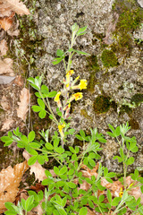 Chamaecytisus hirsutus