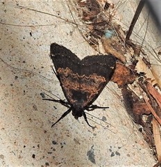 Hydrillodes metisalis