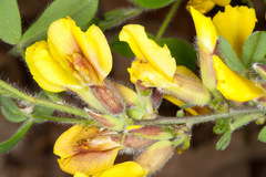 Chamaecytisus hirsutus