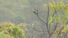 Psittacula columboides