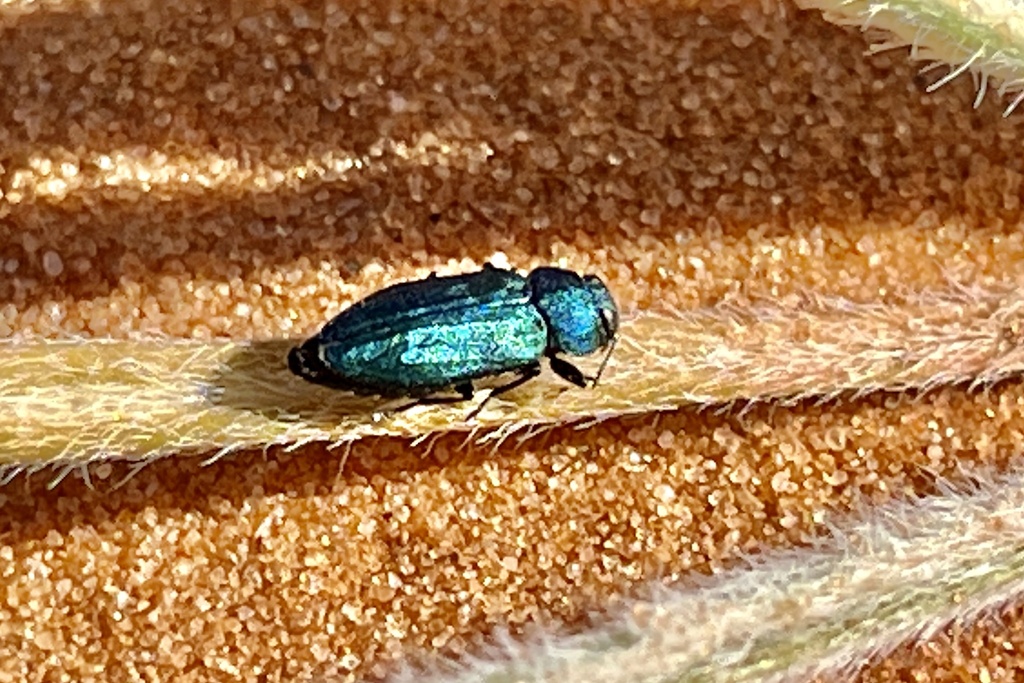 Chrysobothris nelsoni