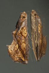 Plusiodonta coelonota