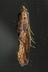 Plusiodonta coelonota