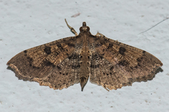 Ceratarcha umbrosa