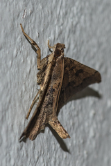 Ceratarcha umbrosa