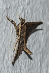 Ceratarcha umbrosa