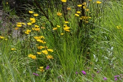 Senecio heliopsis