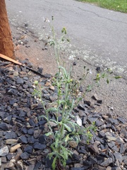 Golovinomyces fischeri