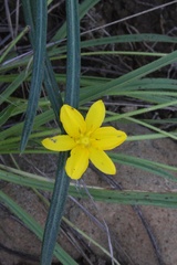 Hypoxis acuminata