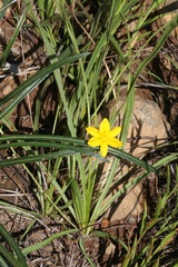 Hypoxis acuminata