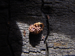 Nidularia pulvinata