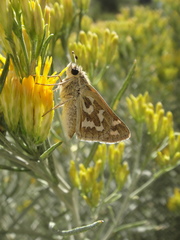 Hesperia juba