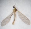 Gonomyia abscondita - Photo (c) Julien Bottinelli, some rights reserved (CC BY-NC), uploaded by Julien Bottinelli