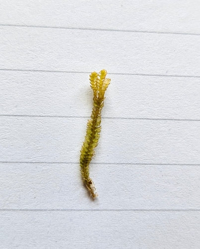 Image of Neoorthocaulis floerkei by (c) Helen Waterman, some rights reserved (CC BY)