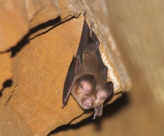 Hipposideros
