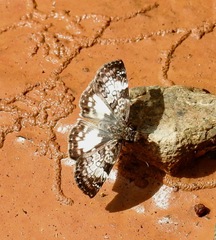 Chiomara asychis