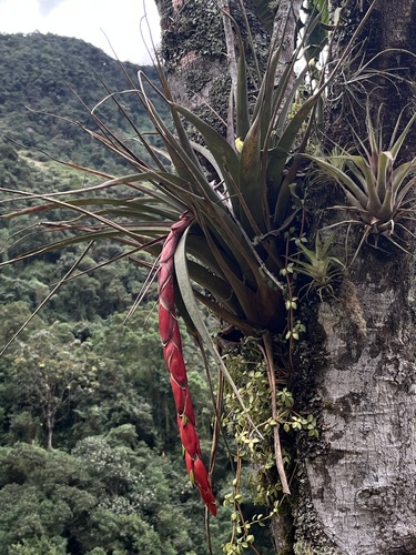 Vriesea tequendamae (André) L.B.Sm.