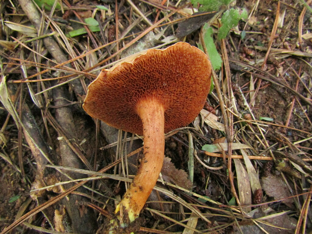 Chalciporus piperatus · June 2023 · photo: © avilezbf (iNaturalist, cc-by)