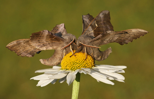 Poplar Hawkmoth