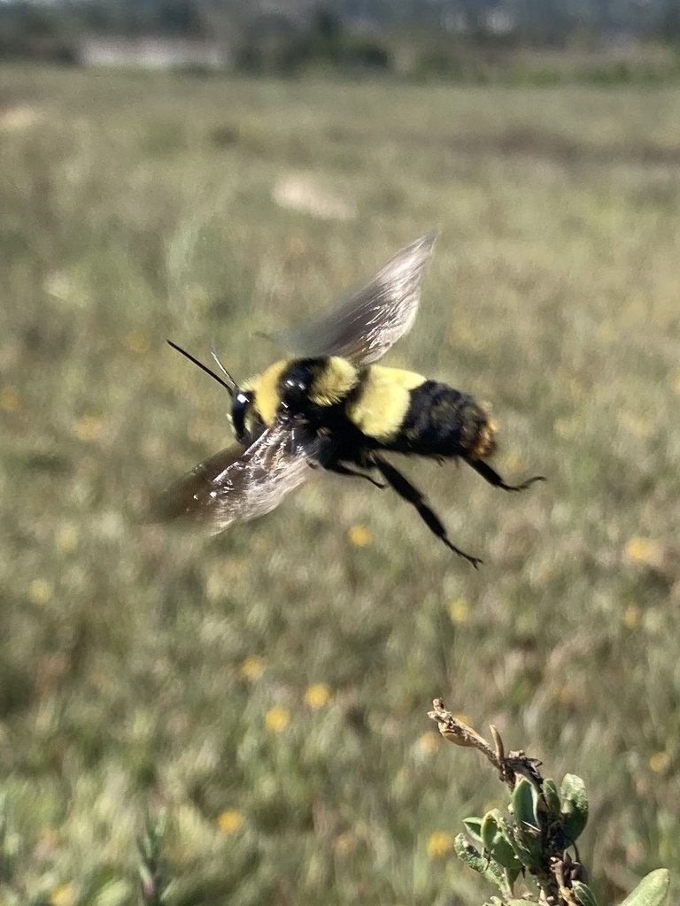 Crotch bumble bee
