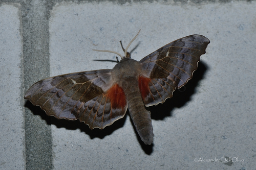 Poplar Hawkmoth
