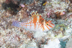 Cirrhitichthys falco