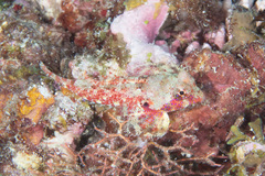 Synchiropus morrisoni