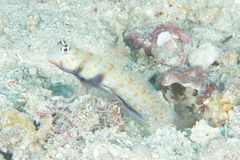 Amblyeleotris guttata