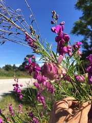 Polygala virgata virgata