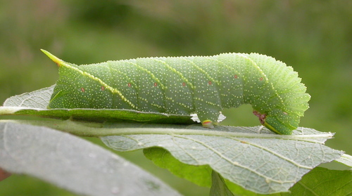 Poplar Hawkmoth