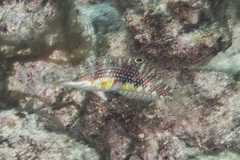 Halichoeres margaritaceus