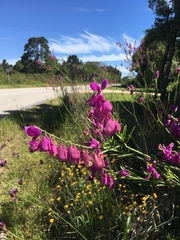 Polygala virgata virgata