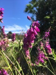 Polygala virgata virgata