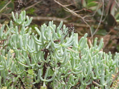 Scopelogena (Scopelogena)