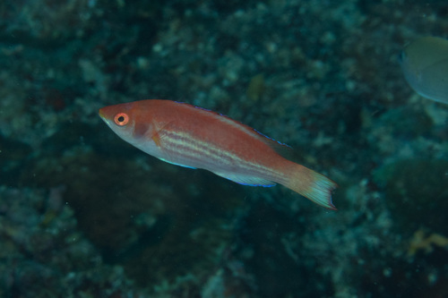 Cirrhilabrus marjorie observed 2018-12-05