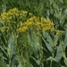 Broom Ragwort - Photo (c) Joan Faiola, some rights reserved (CC BY-NC), uploaded by Joan Faiola