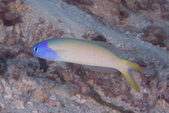 Hoplolatilus starcki