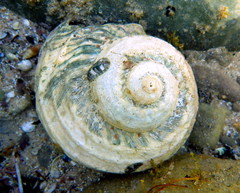 Lunella torquata