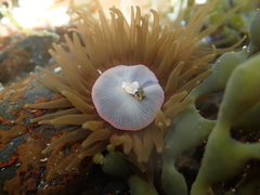 Isactinia olivacea