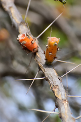 Pereskiopsis diguetii